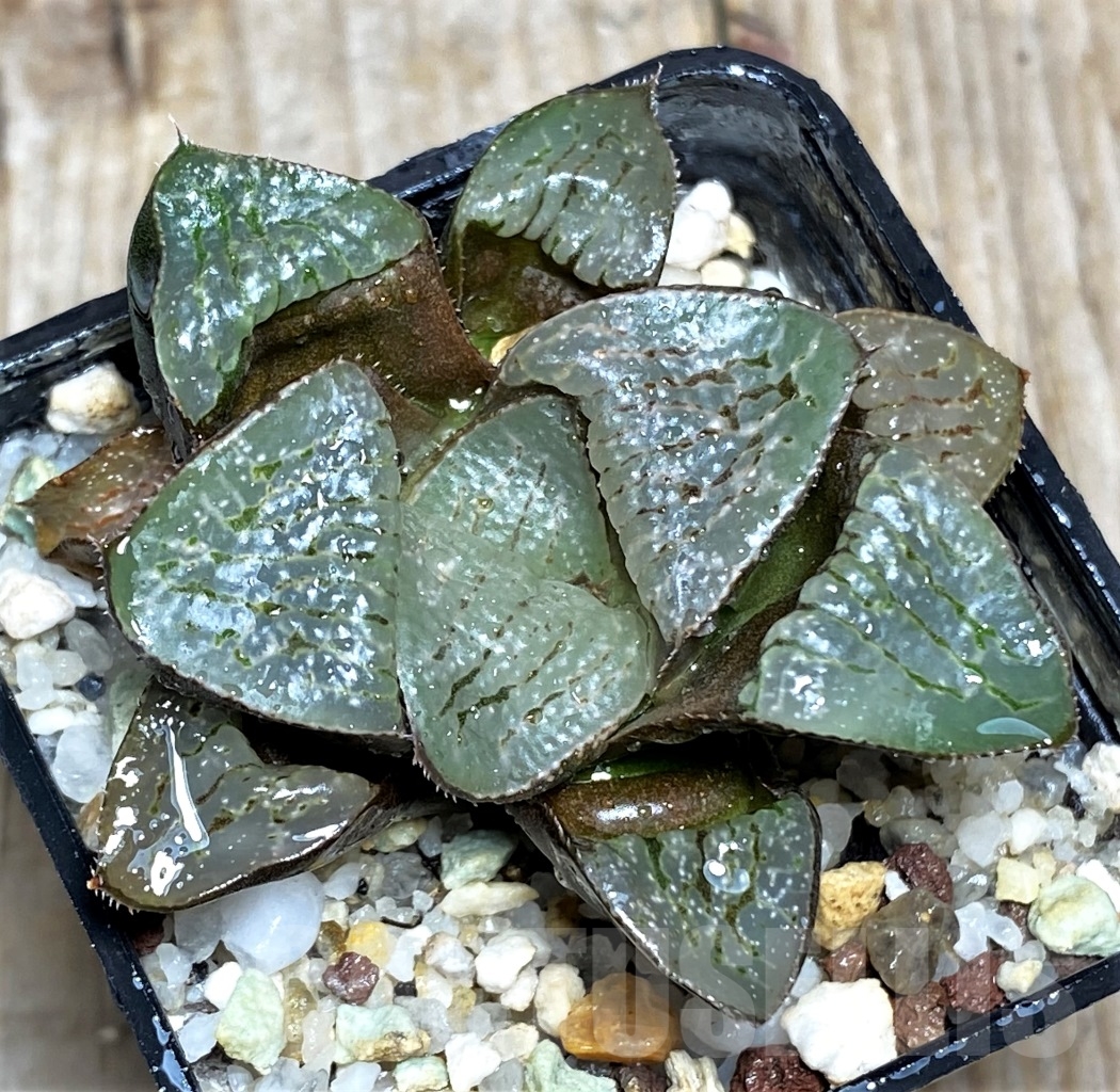 SHPR13470 Haworthia comptoniana x picta