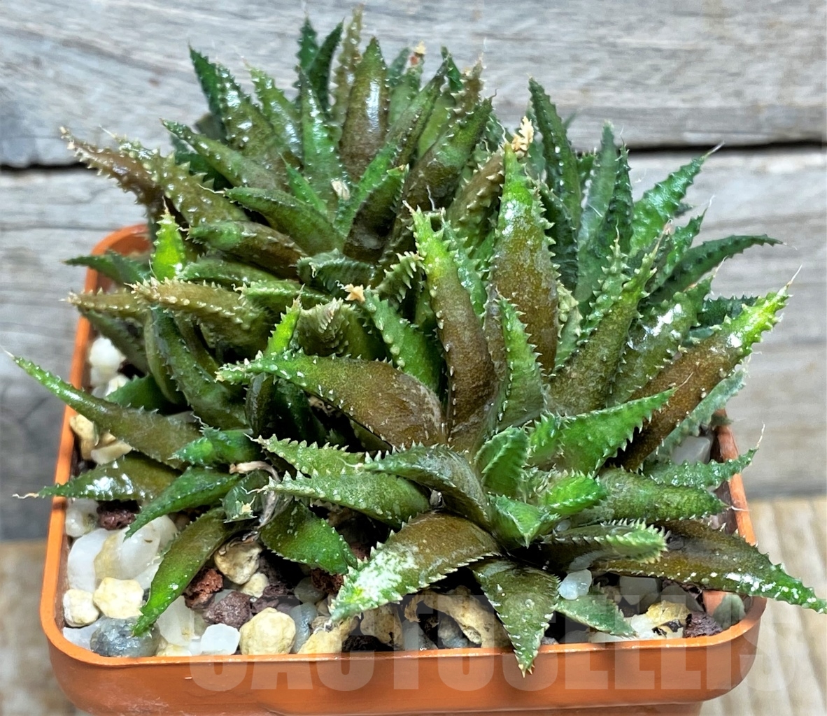 SHPR13472 Haworthia chloracantha var. subglauca - Image 2