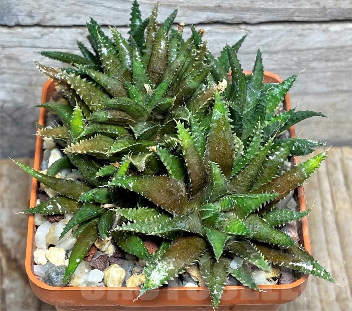SHPR13472 Haworthia chloracantha var. subglauca - Image 3