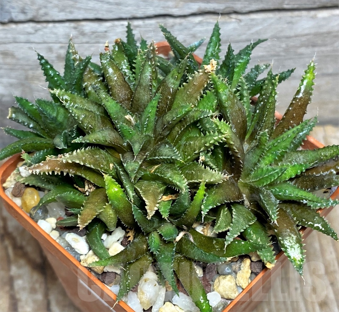 SHPR13472 Haworthia chloracantha var. subglauca