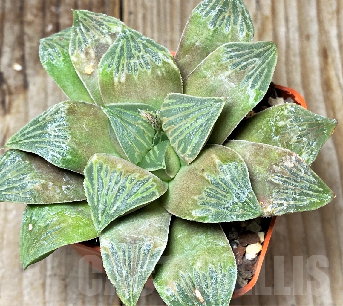 SHPR13473 Haworthia retusa hybrid - 画像 (2)