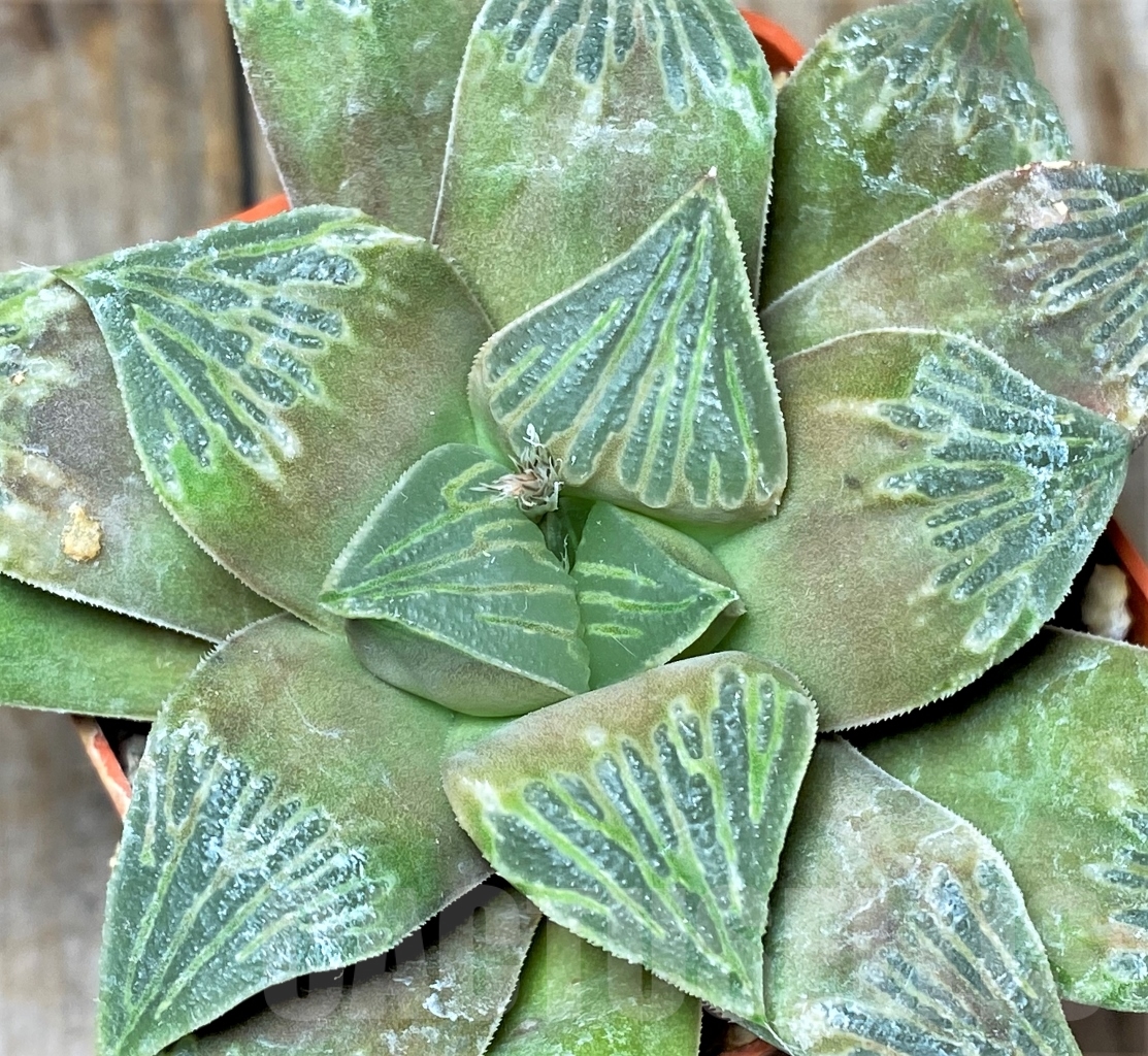 SHPR13473 Haworthia retusa hybrid