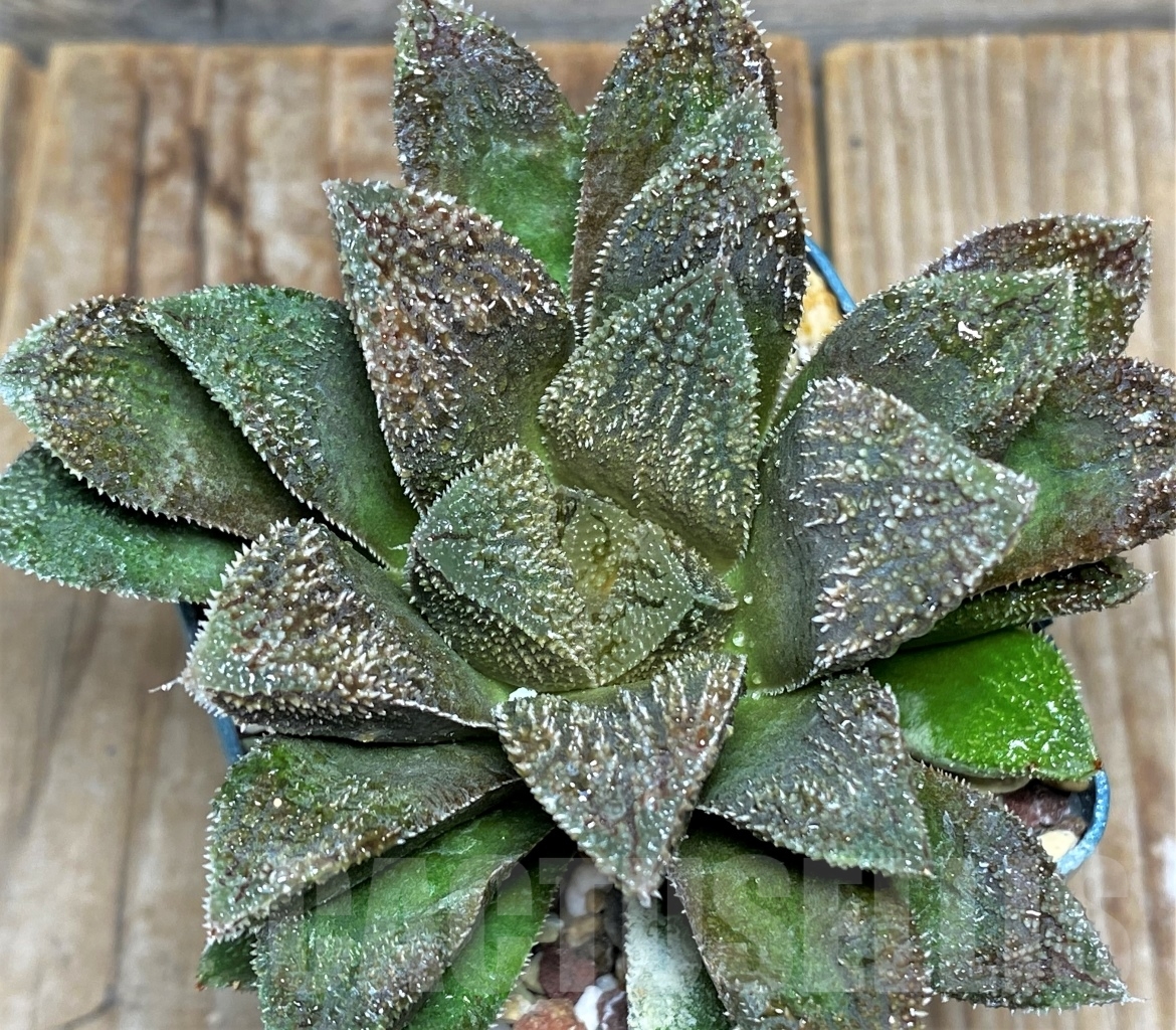 SHPR13474 Haworthia 'Chocolate' x 'Kegani' - Imagen 2