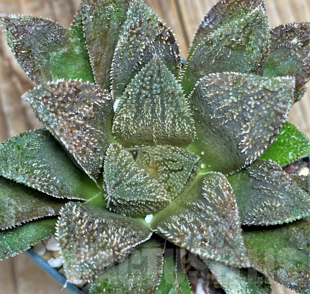 SHPR13474 Haworthia 'Chocolate' x 'Kegani'