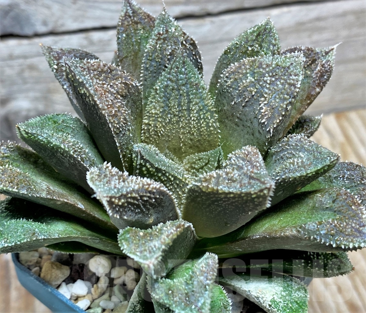 SHPR13474 Haworthia 'Chocolate' x 'Kegani' - Imagen 3