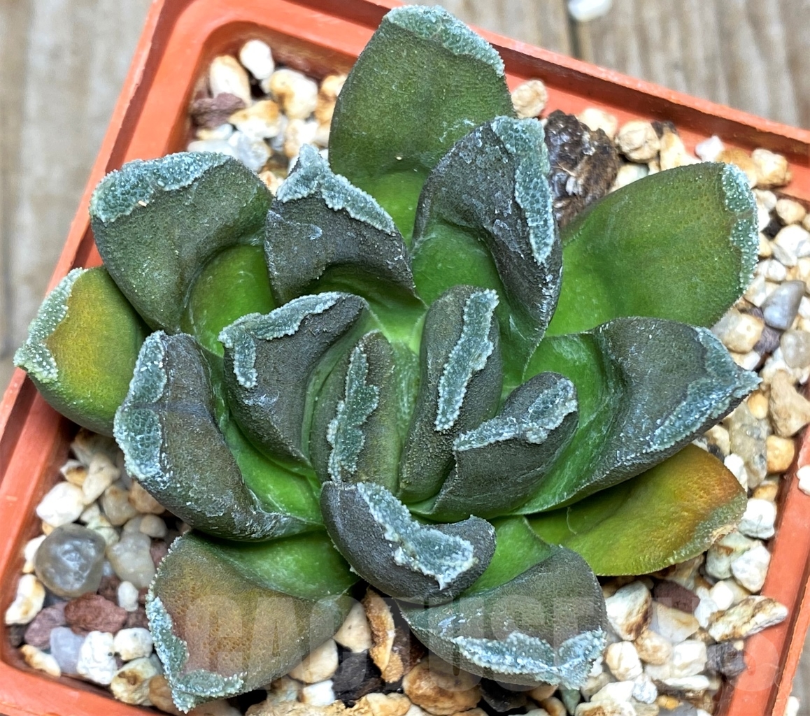 SHPR13475 Haworthia hybrid