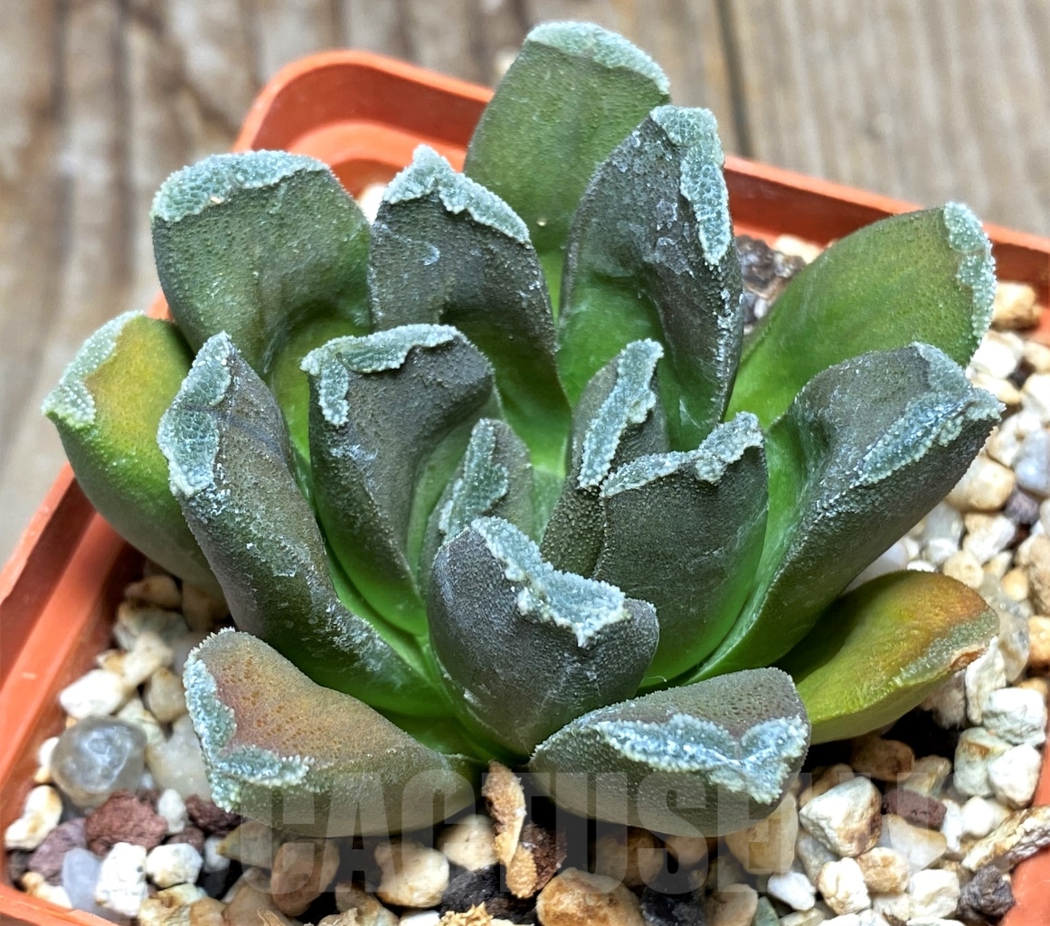 SHPR13475 Haworthia hybrid - Imagen 2
