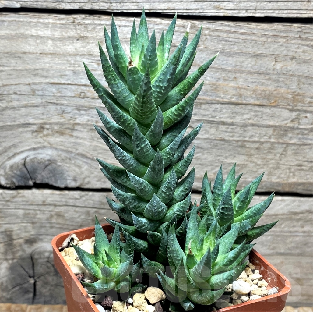 SHPR13477 Haworthia glauca - Image 2