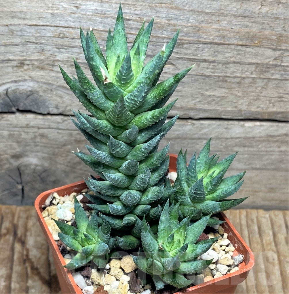 SHPR13477 Haworthia glauca - Image 3