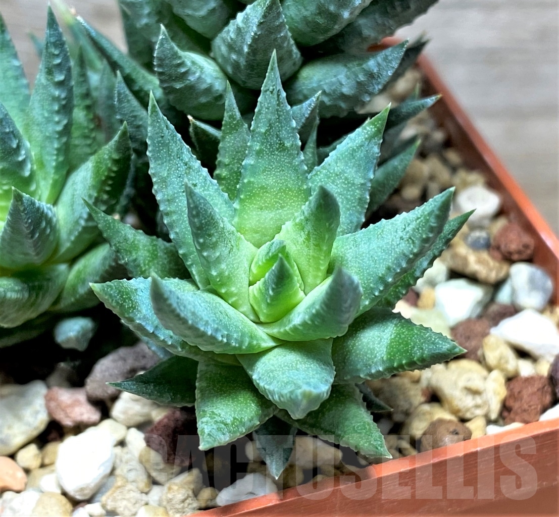 SHPR13477 Haworthia glauca