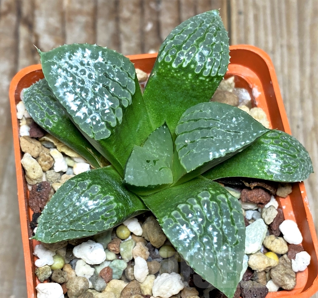 SHPR13478 Haworthia comptoniana x springbokvlakensis