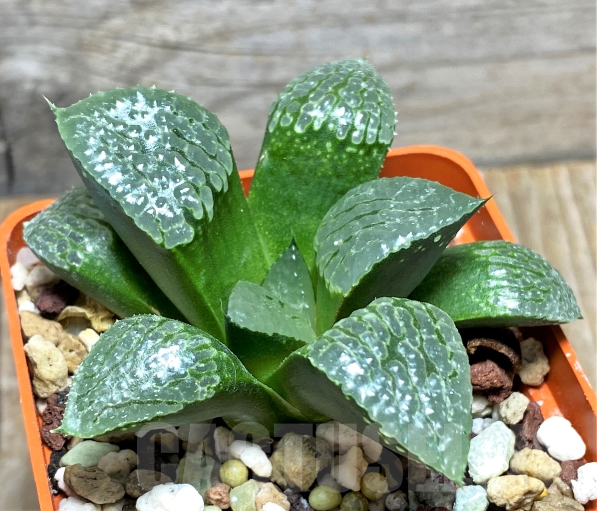 SHPR13478 Haworthia comptoniana x springbokvlakensis - immagine 2