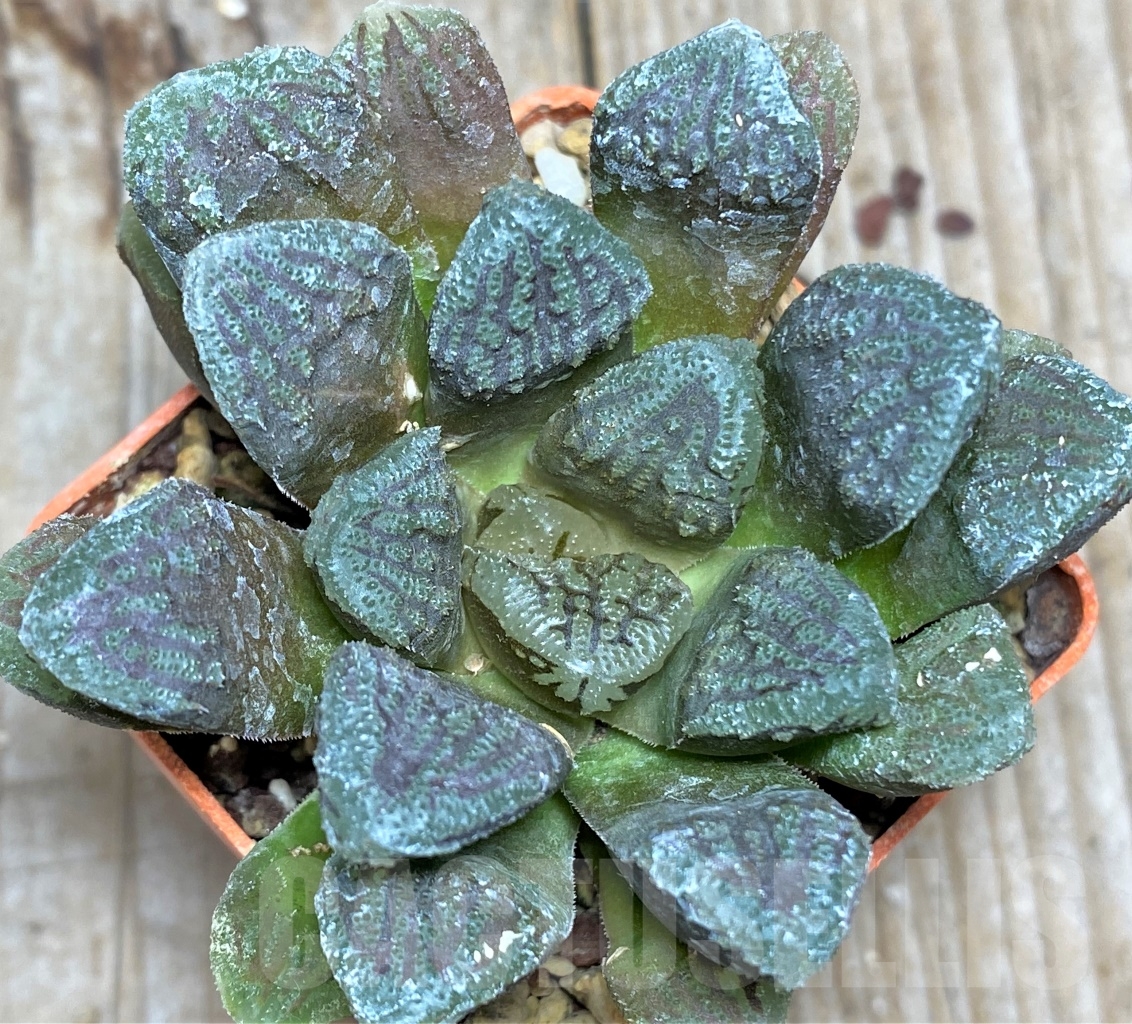 SHPR13480 Haworthia retusa x 'Yuki Keshiki'