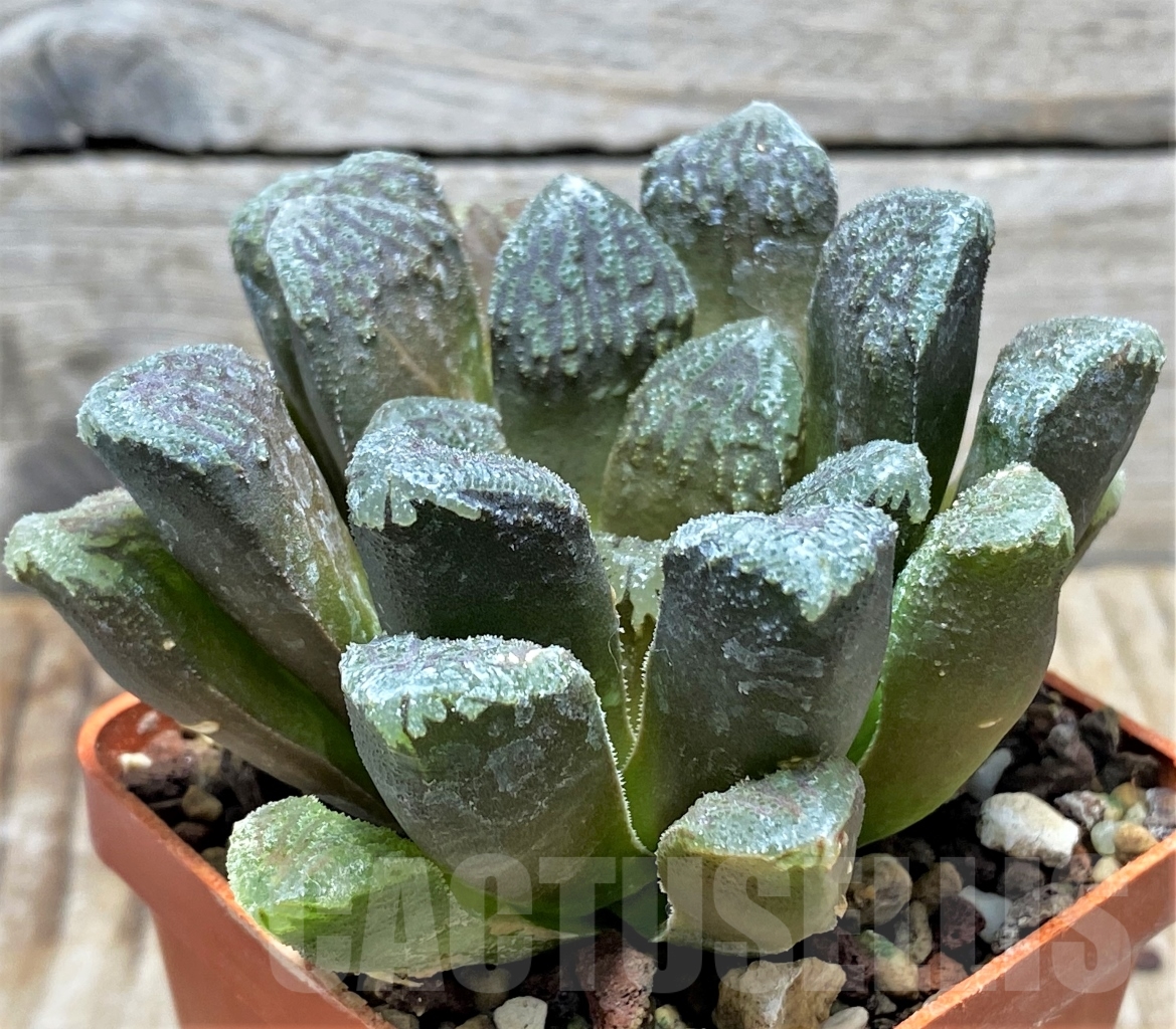 SHPR13480 Haworthia retusa x 'Yuki Keshiki' - Image 2