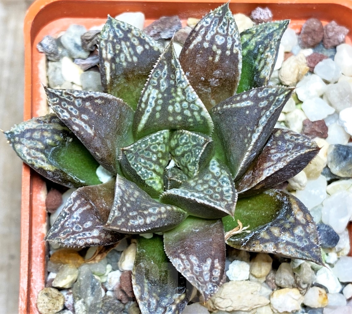 SHPR13481 Haworthia 'Shin-Kotohime'