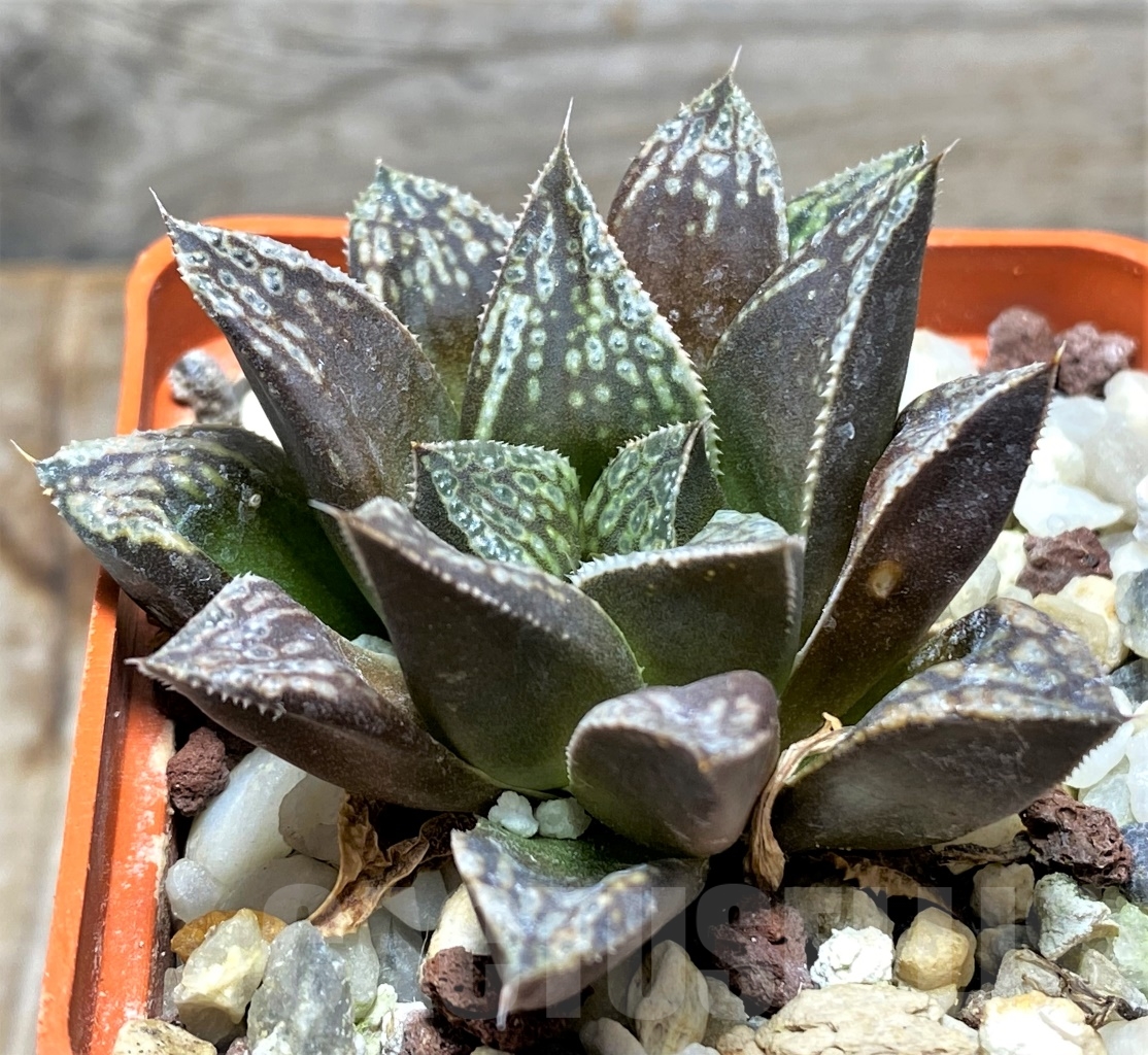 SHPR13481 Haworthia 'Shin-Kotohime' – Image 2