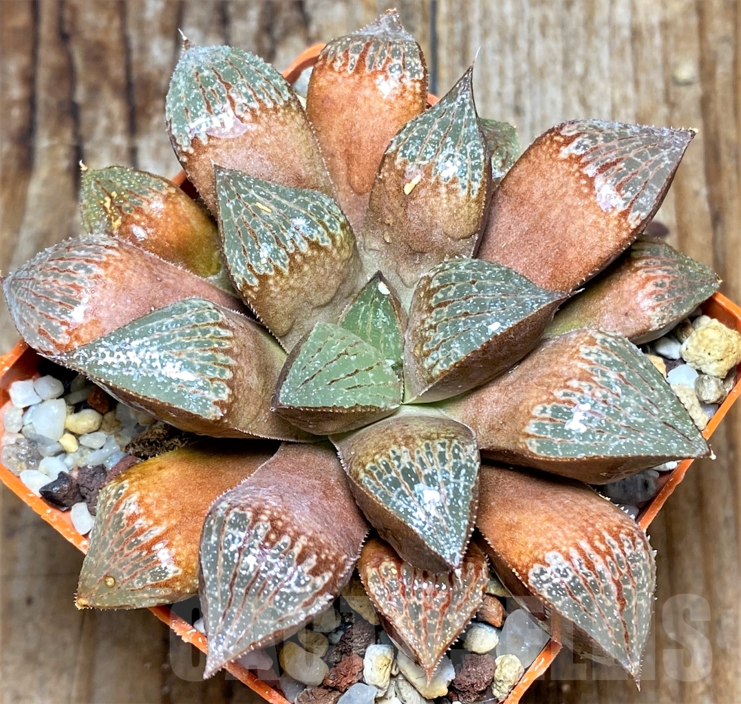 SHPR13482 Haworthia 'Hosoyuki' x springbokvlakensis