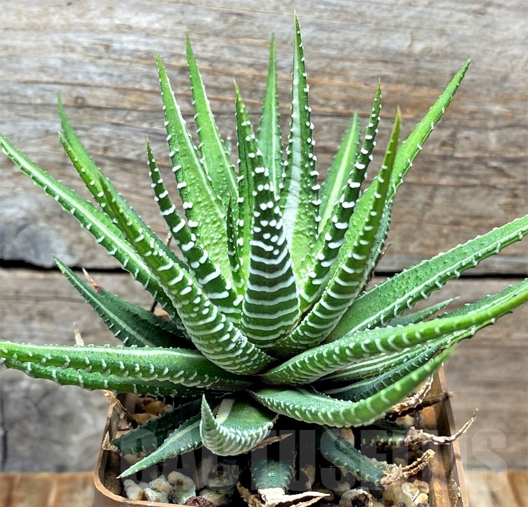 SHPR13484 Haworthia fasciata f. variegata