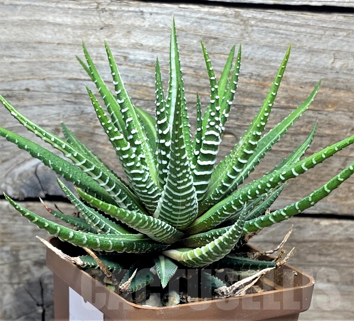 SHPR13484 Haworthia fasciata f. variegata - Image 2