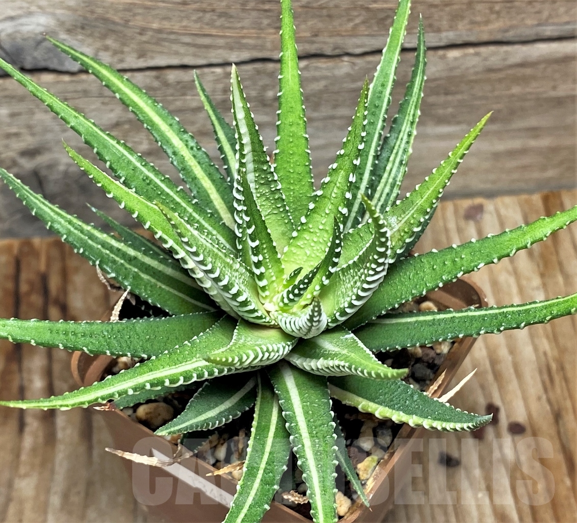 SHPR13484 Haworthia fasciata f. variegata - Image 3