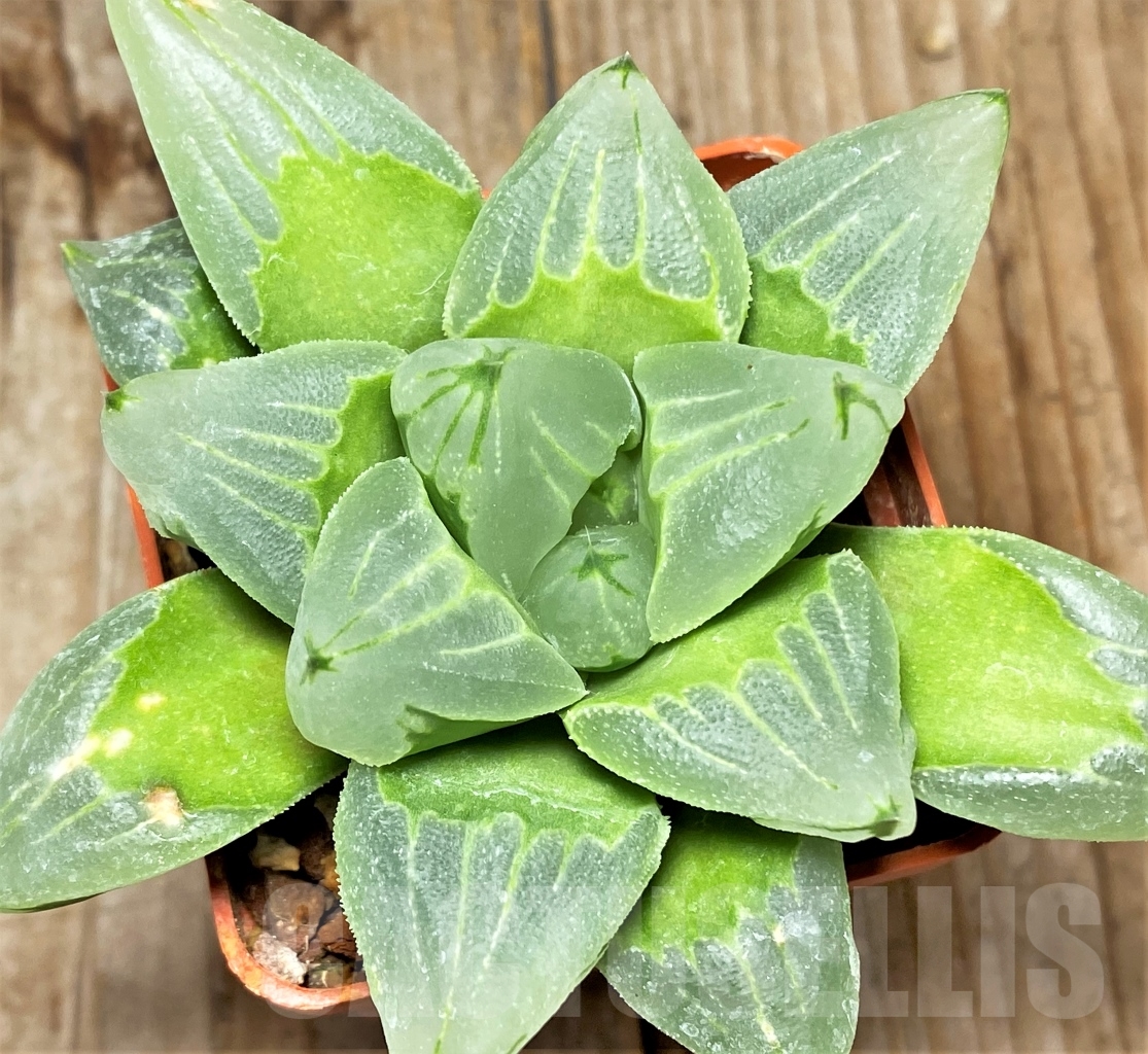 SHPR13485 Haworthia 'Ice City' – Bild 2