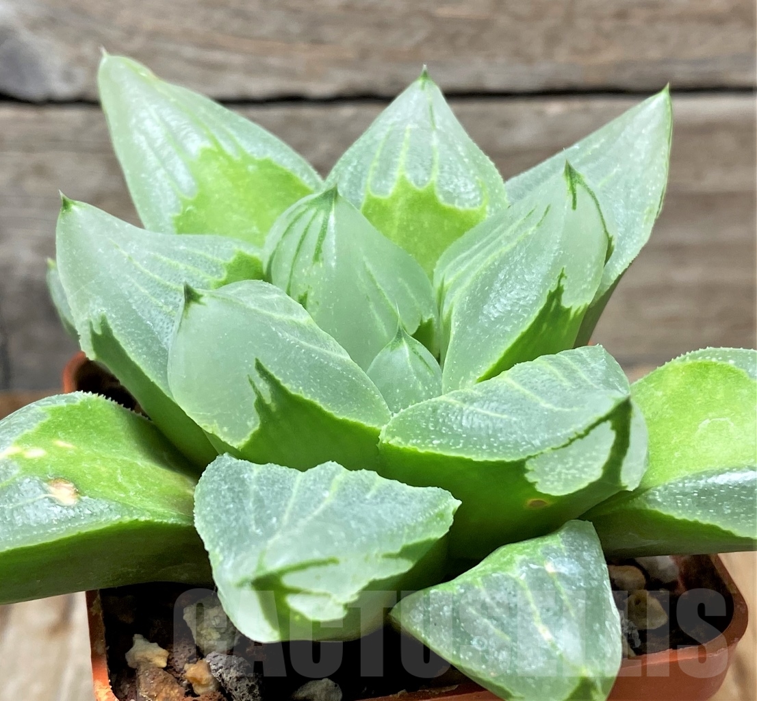 SHPR13485 Haworthia 'Ice City'