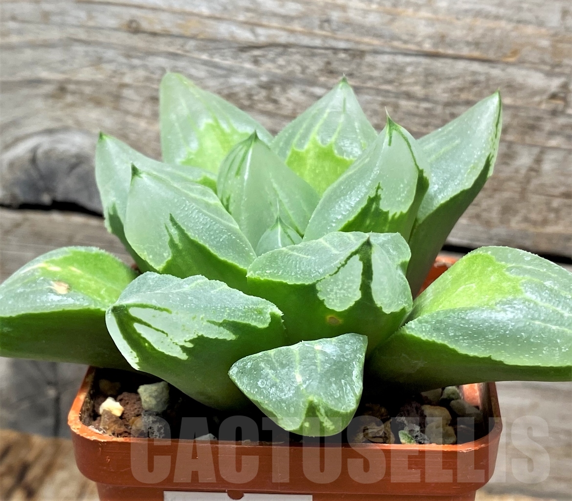 SHPR13485 Haworthia 'Ice City' – Bild 3