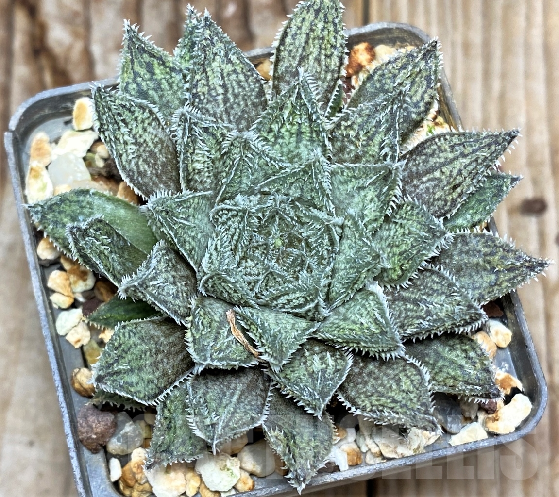 SHPR13486 Haworthia herbacea hybrid - Obrázek 2