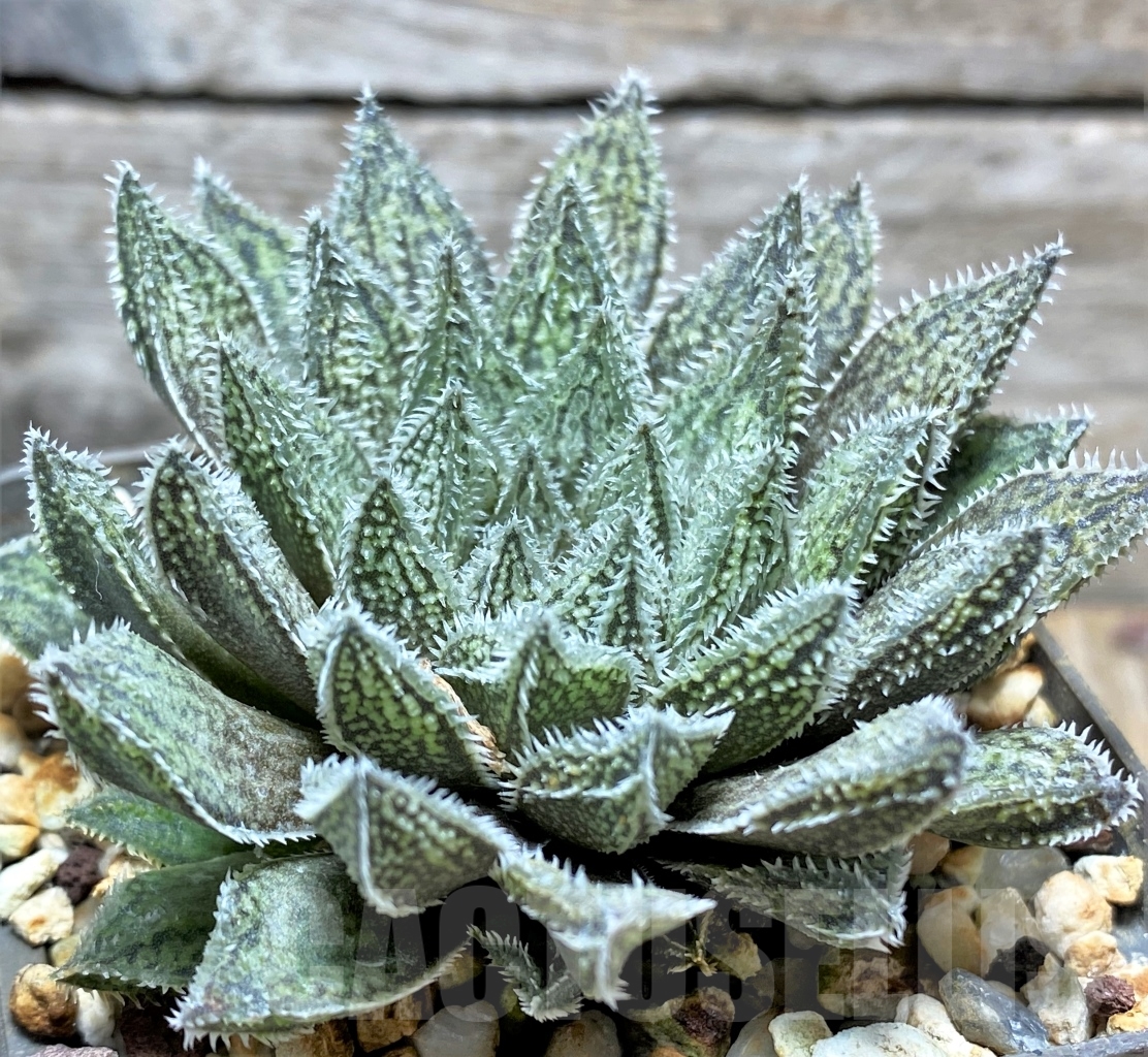 SHPR13486 Haworthia herbacea hybrid - Obrázek 3