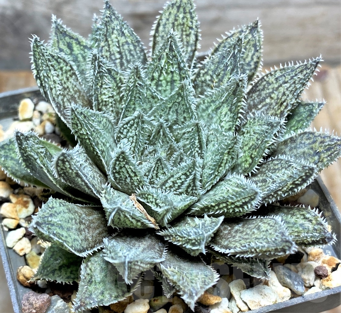 SHPR13486 Haworthia herbacea hybrid