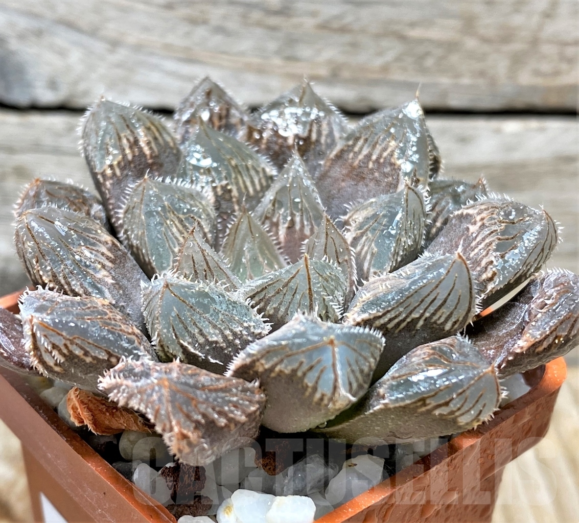 SHPR13487 Haworthia 'Shirayuki' x 'Black major' - Obrázek 2