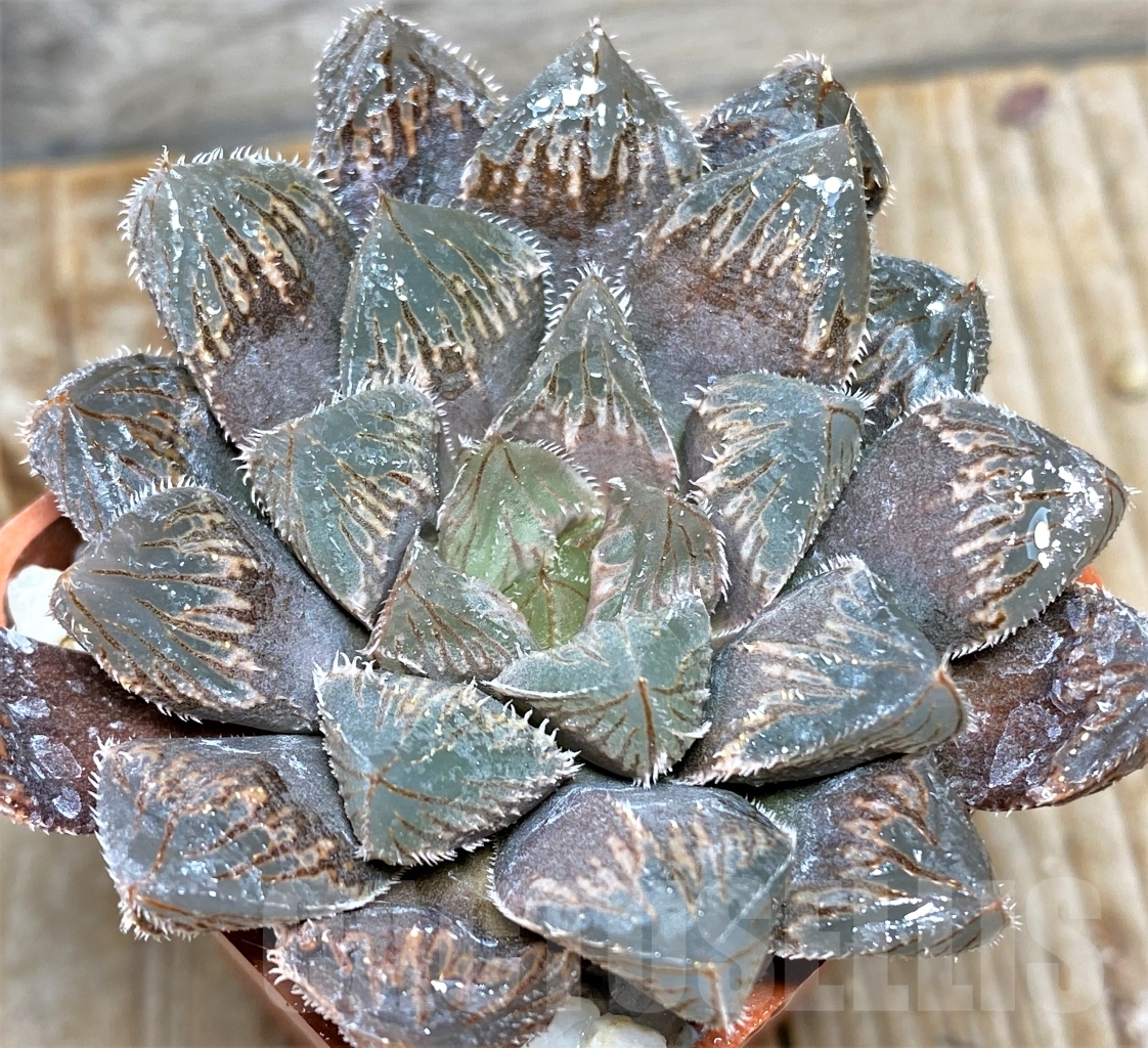 SHPR13487 Haworthia 'Shirayuki' x 'Black major'
