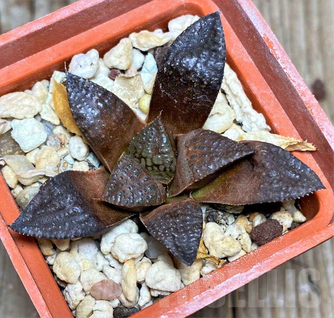 SHPR13488 Haworthia hybrid - Image 2