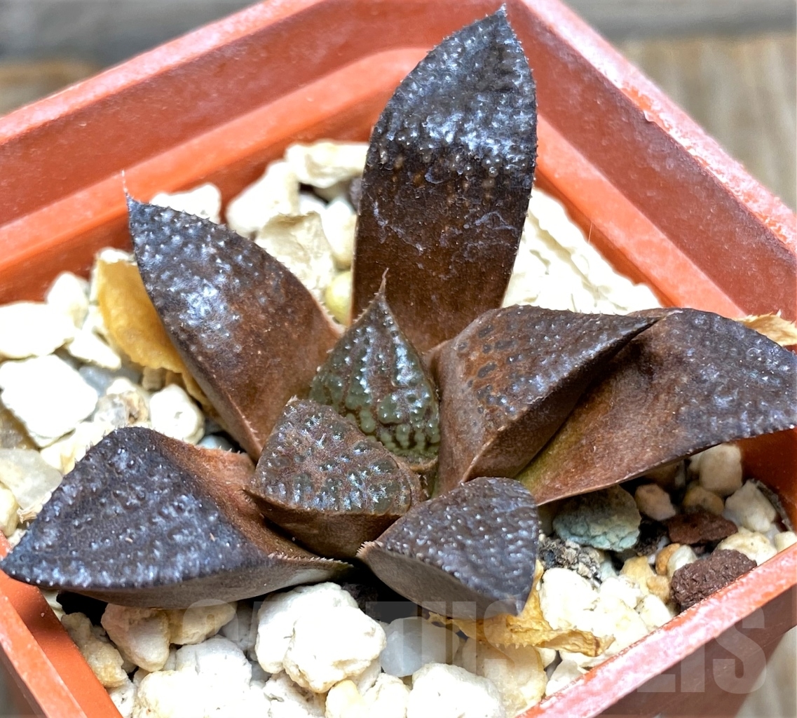 SHPR13488 Haworthia hybrid