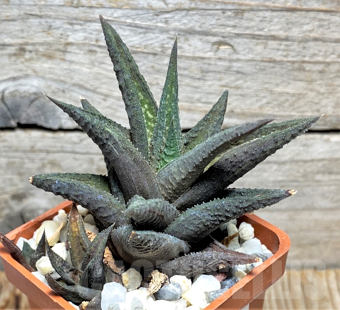SHPR13489 Haworthia 'Jack Brown' - Image 2