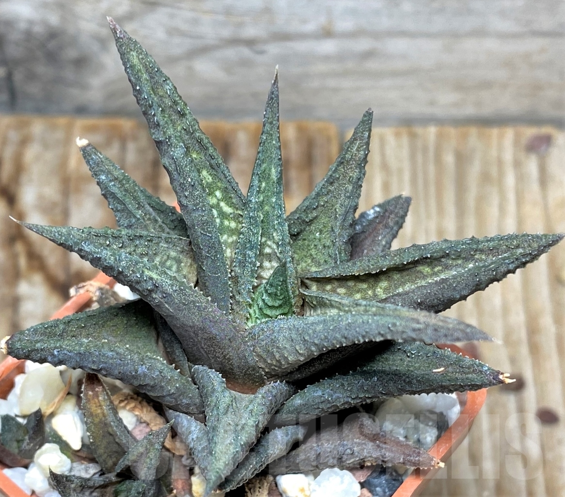 SHPR13489 Haworthia 'Jack Brown'
