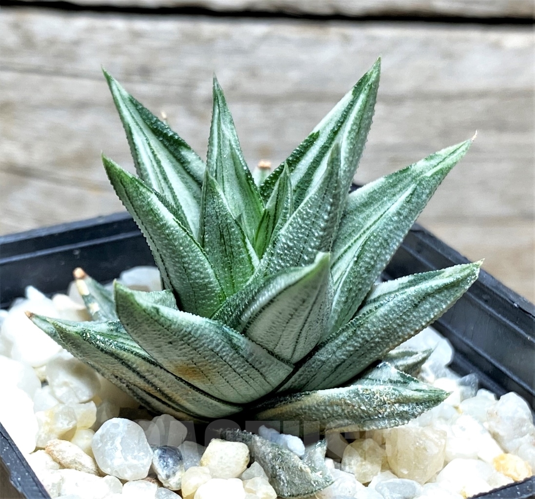 SHPR13491 Haworthia tortuosa f. variegata