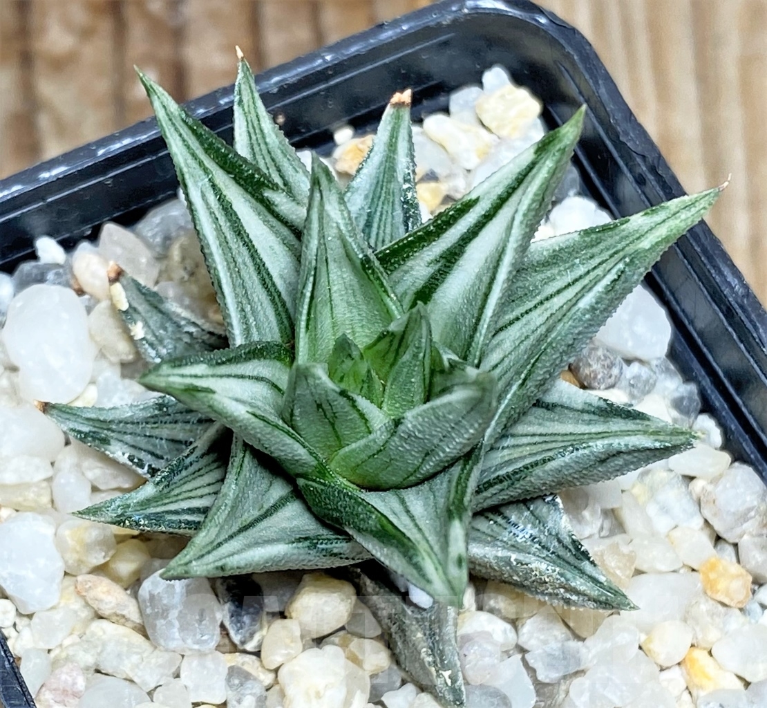 SHPR13491 Haworthia tortuosa f. variegata – Image 2