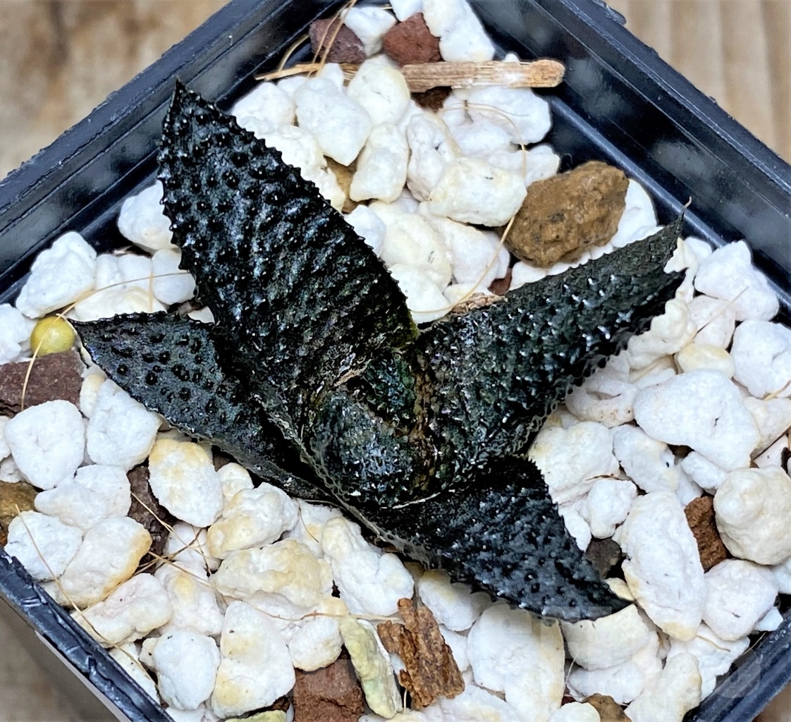 SHPR13492 Haworthia scabra – Image 2