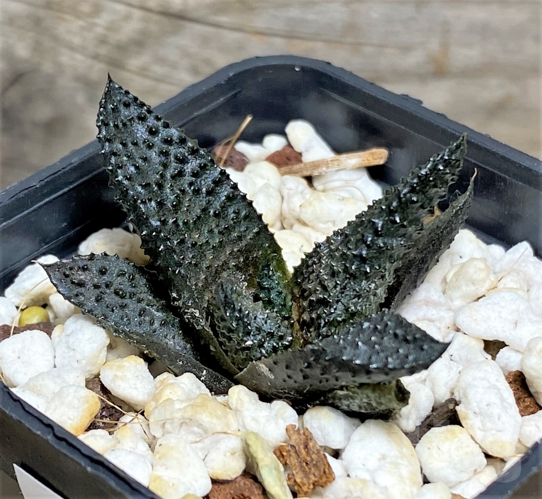 SHPR13492 Haworthia scabra