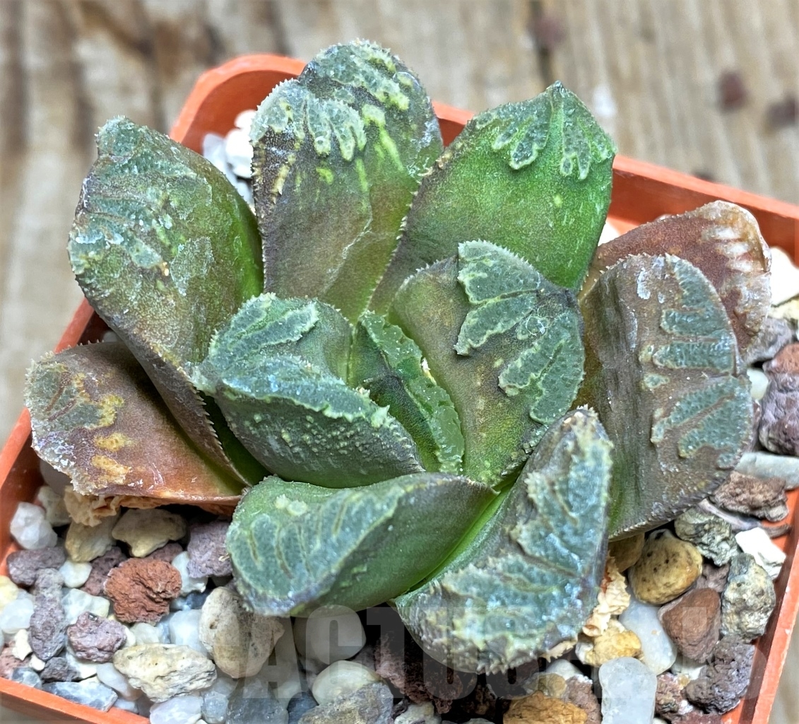 SHPR2520 Haworthia truncata multihybrid