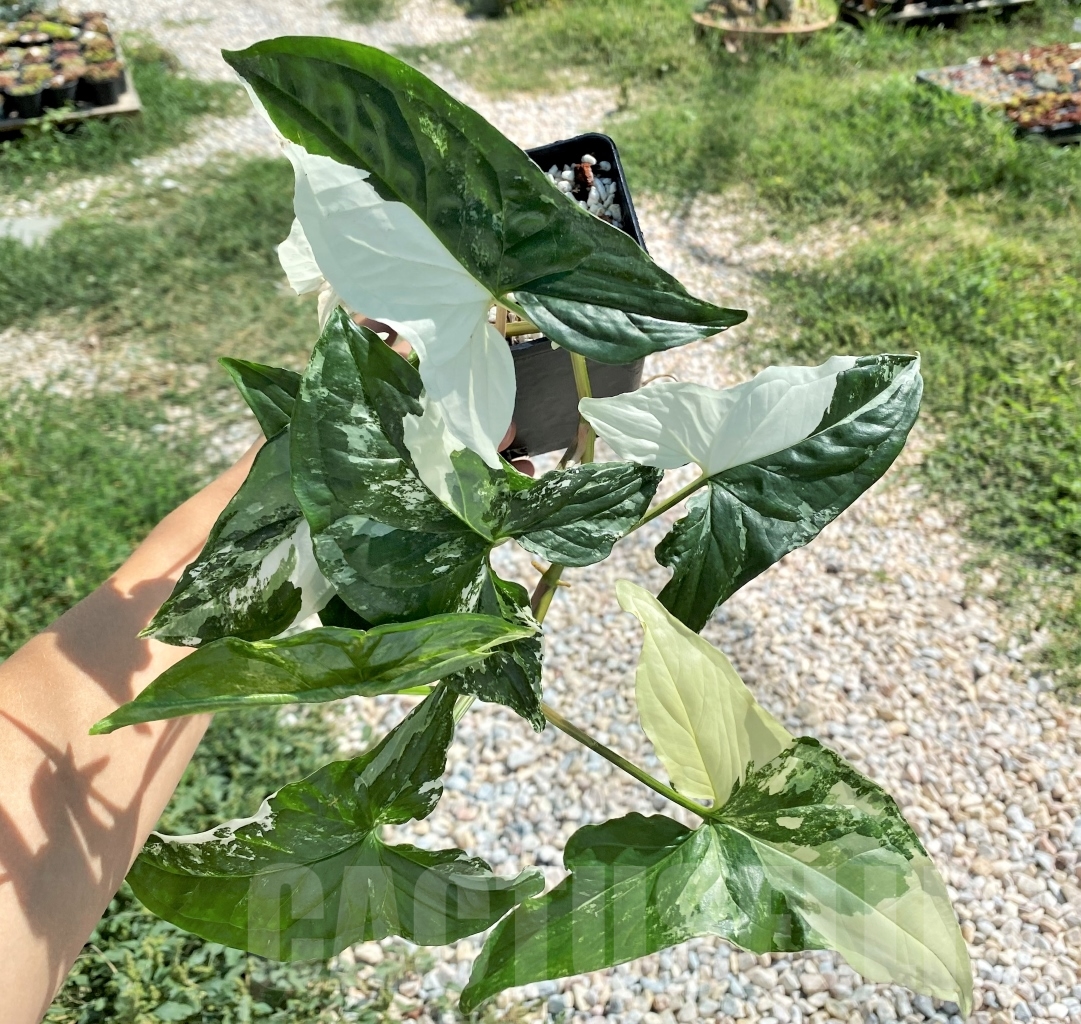 SHPR13494 Syngonium Albo variegata - Image 2