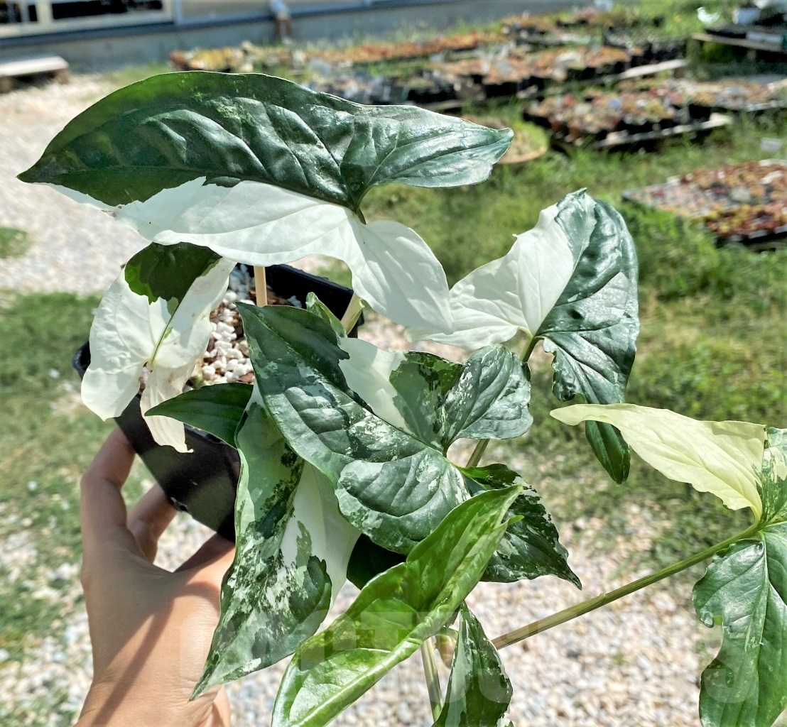 SHPR13494 Syngonium Albo variegata