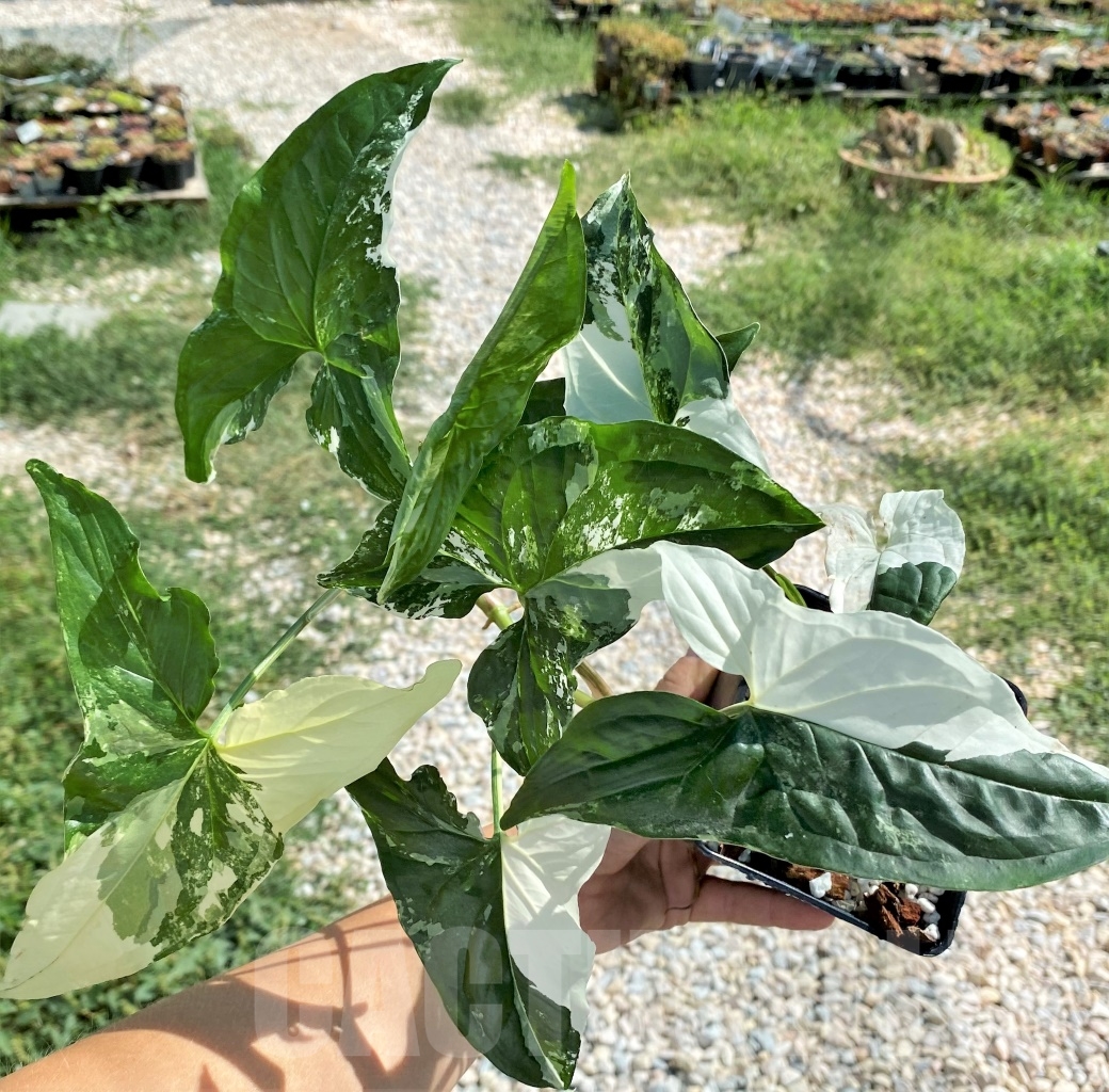 SHPR13494 Syngonium Albo variegata - Image 3