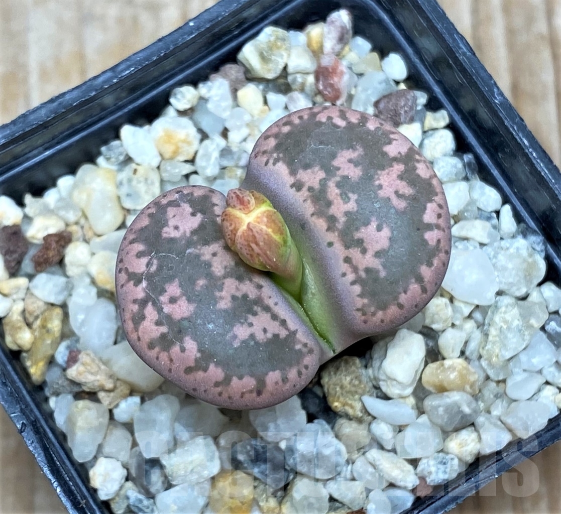 SHPR13496 Lithops gesinae -Pink form-