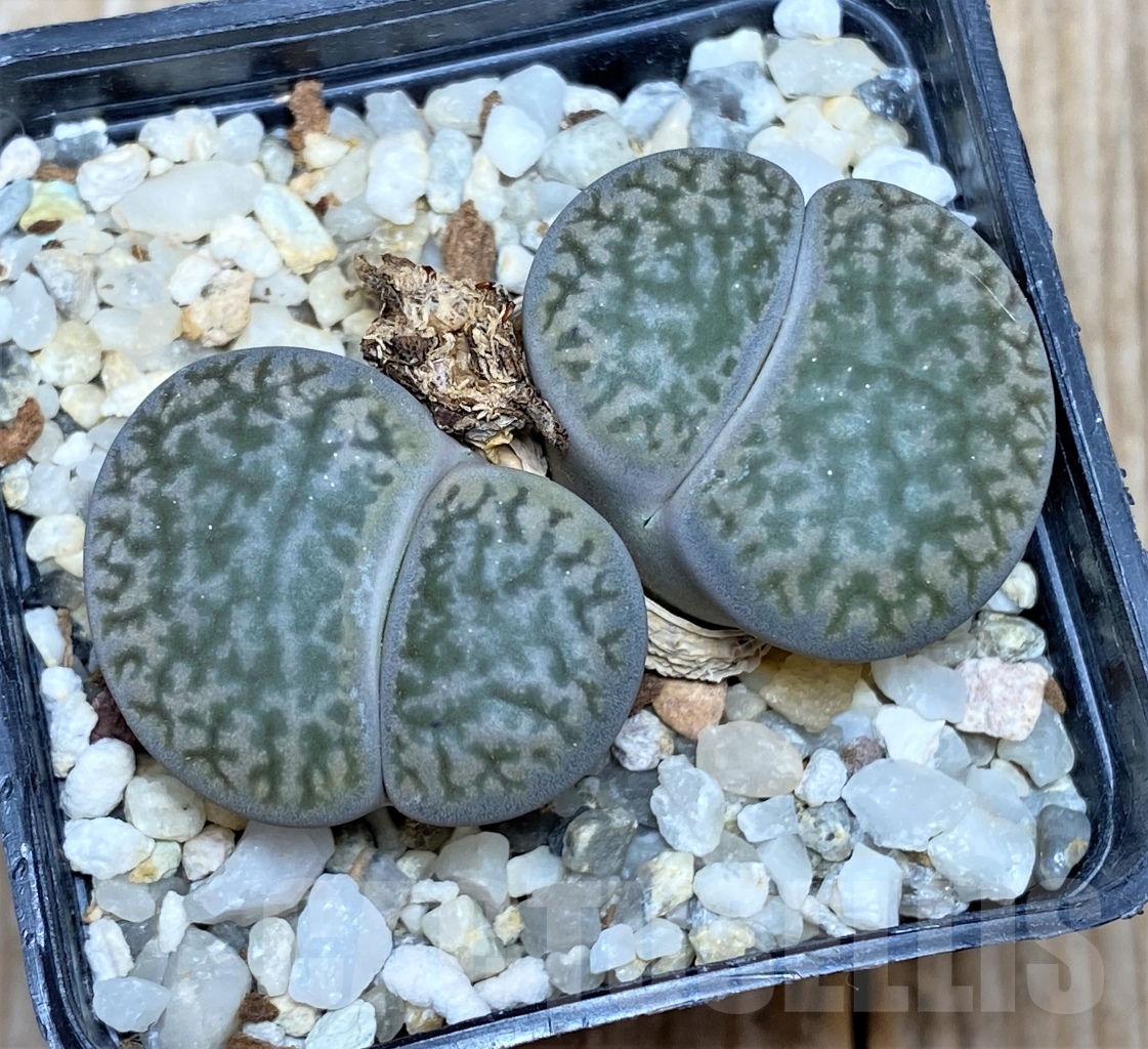 SHPR13503 Lithops hookeri v. dabneri C301