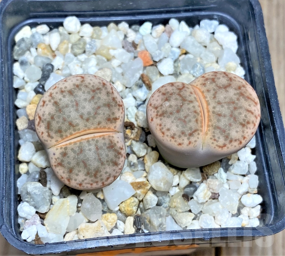 SHPR13504 Lithops pseudotruncatella C263