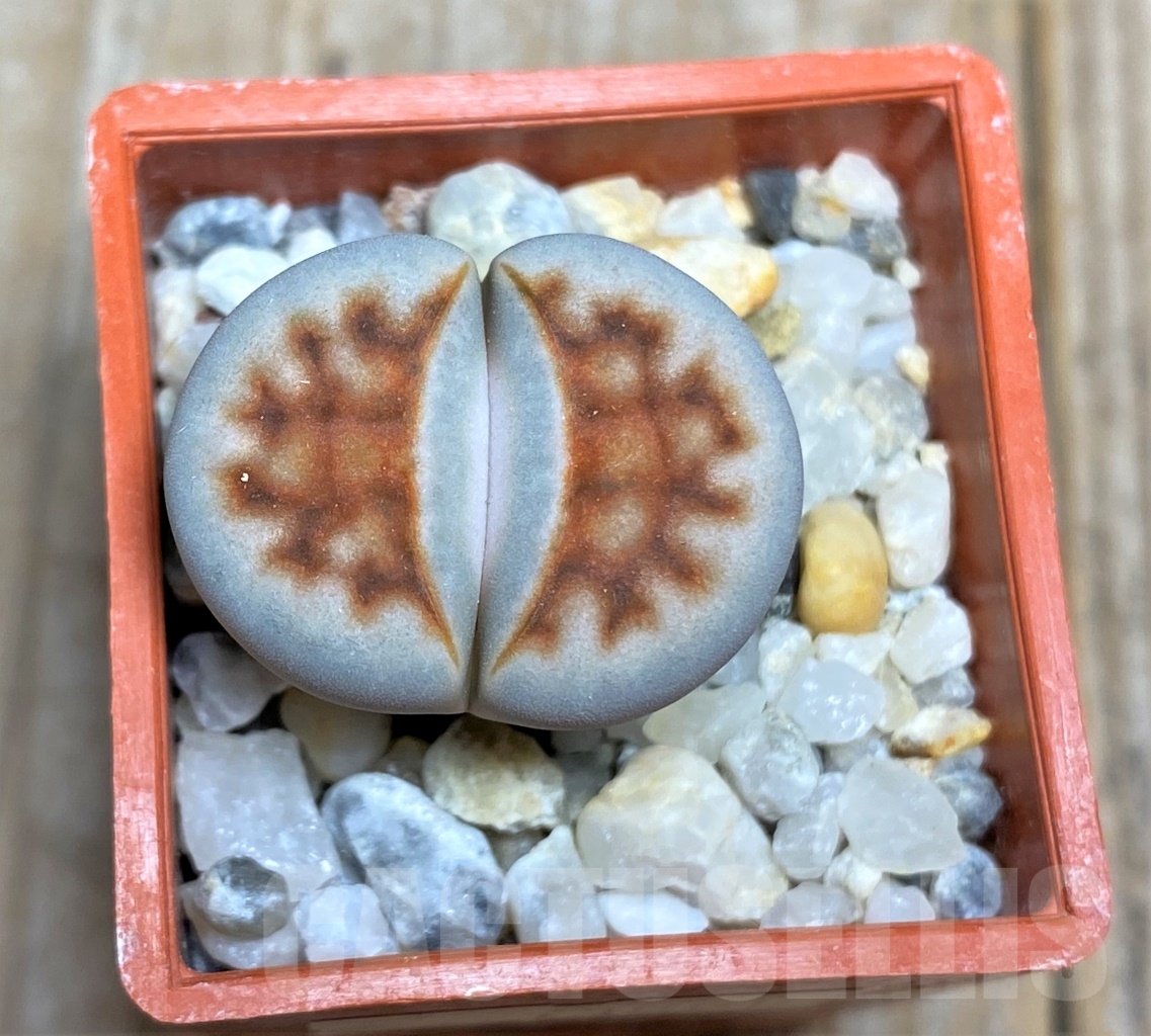 SHPR13505 Lithops karasmontana 'Lateriana' sensus Dinter