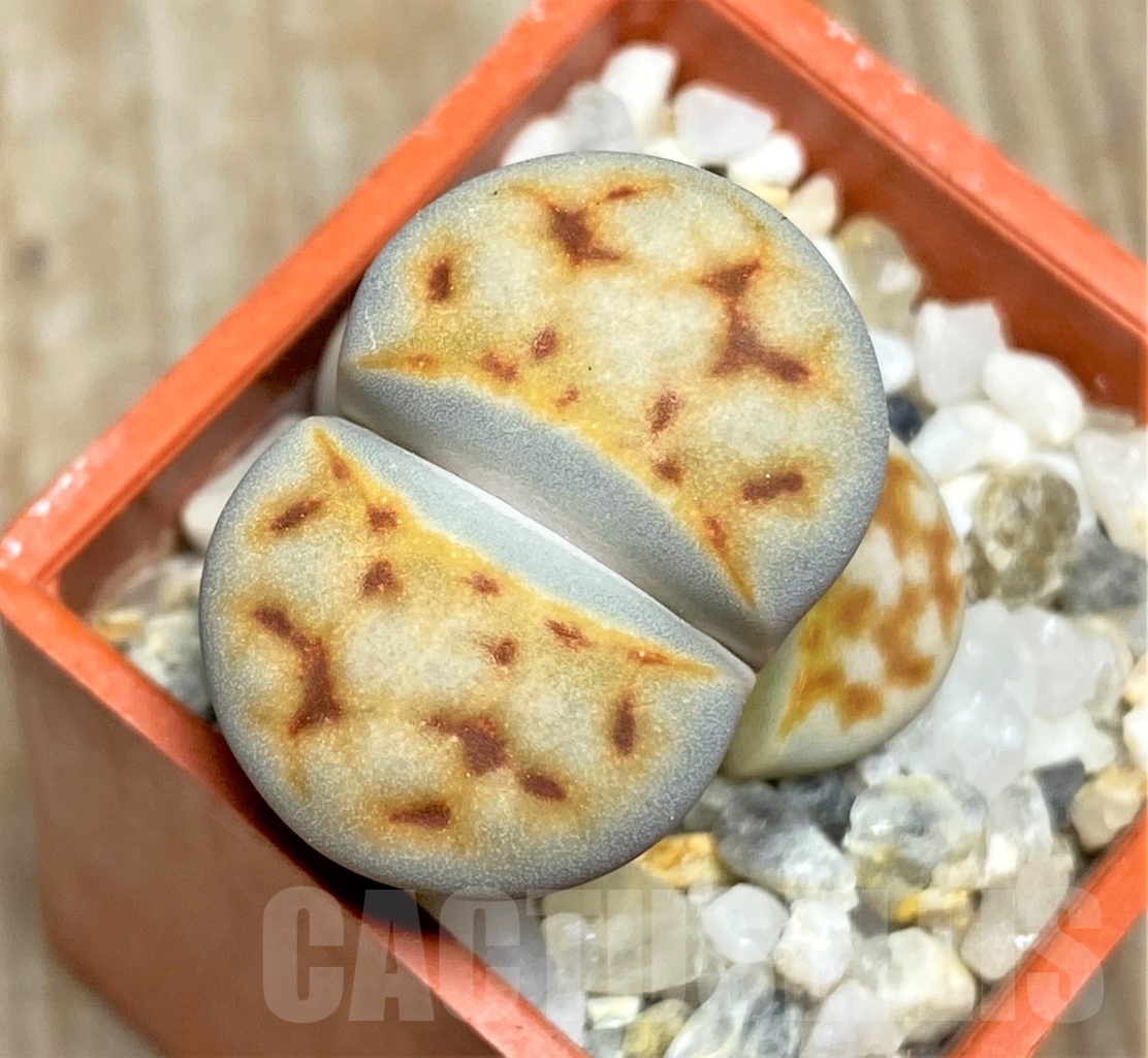 SHPR13513 Lithops karasmontana ‘Lateriana’ sensus Dinter