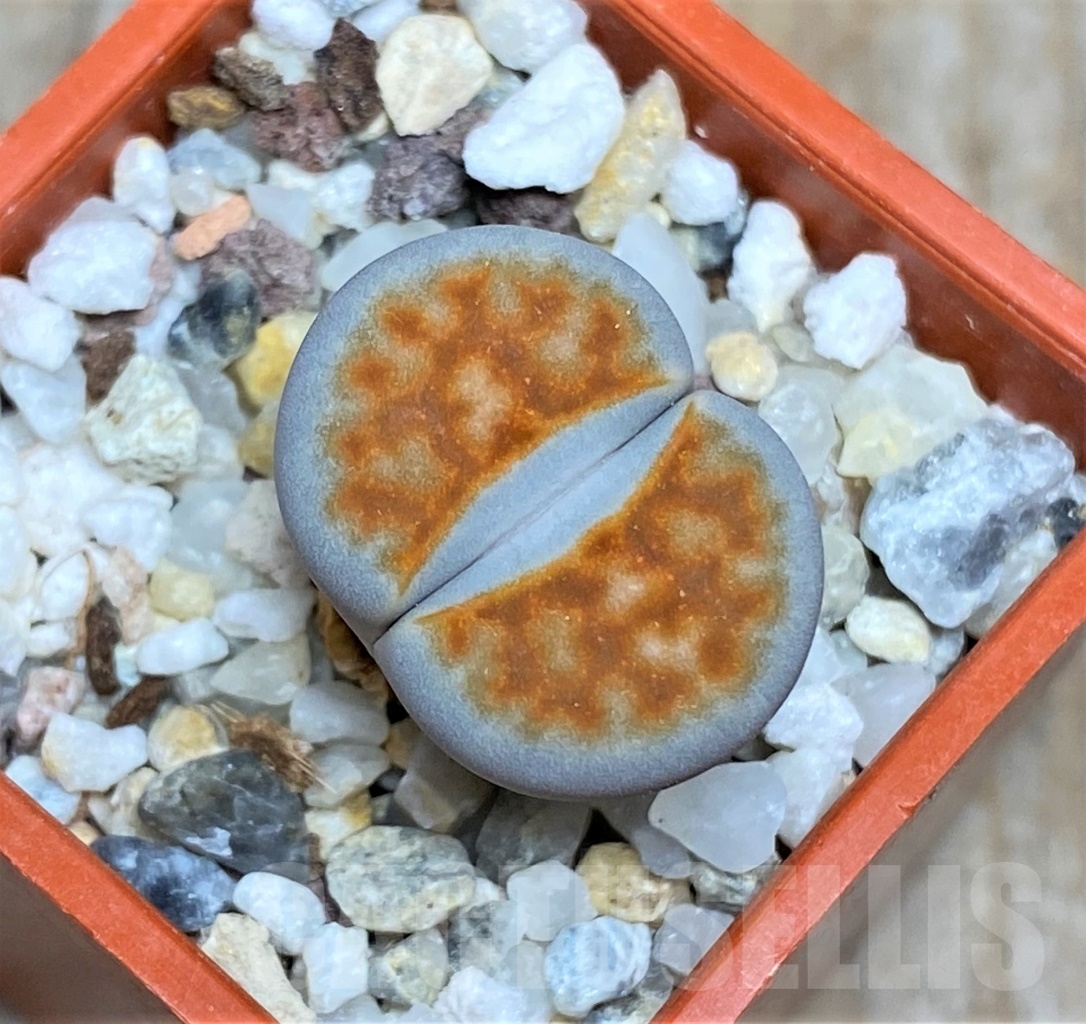 SHPR13516 Lithops karasmontana ‘Lateriana’ sensus Dinter